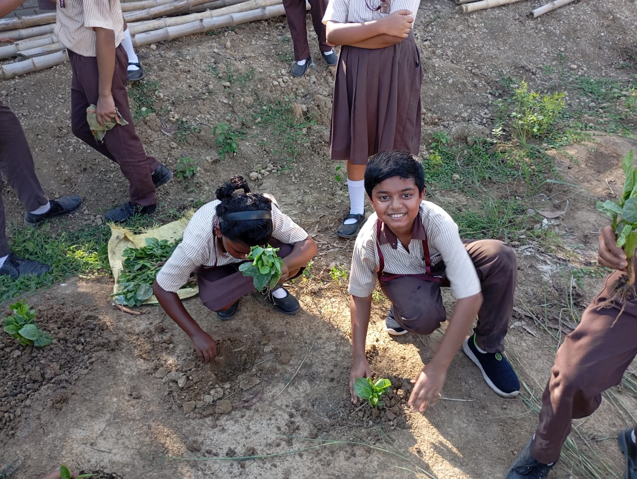 From Timber to the Flower